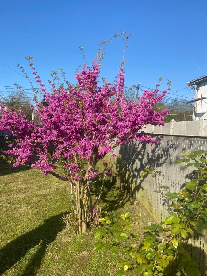 Luka Family Guest House Батуми Экстерьер фото
